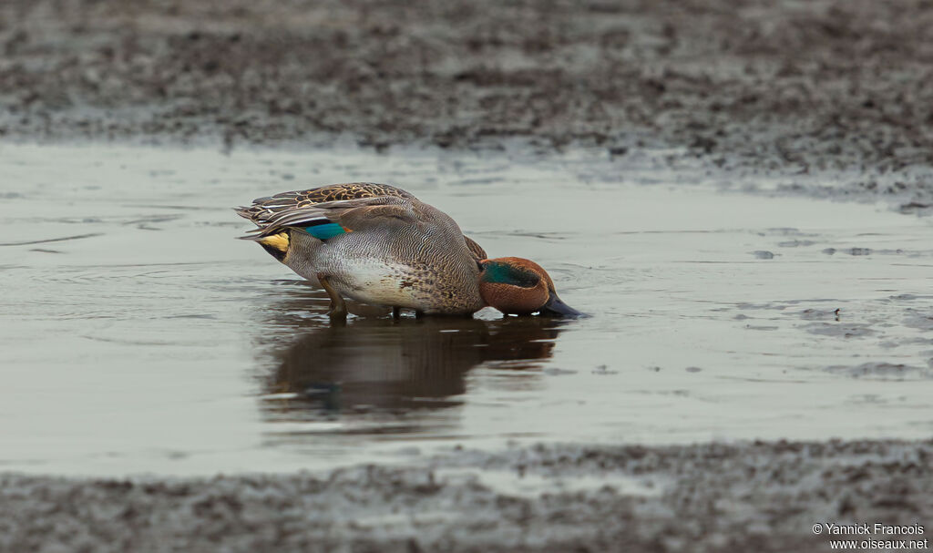 Sarcelle d'hiver mâle adulte nuptial, habitat, composition, mange