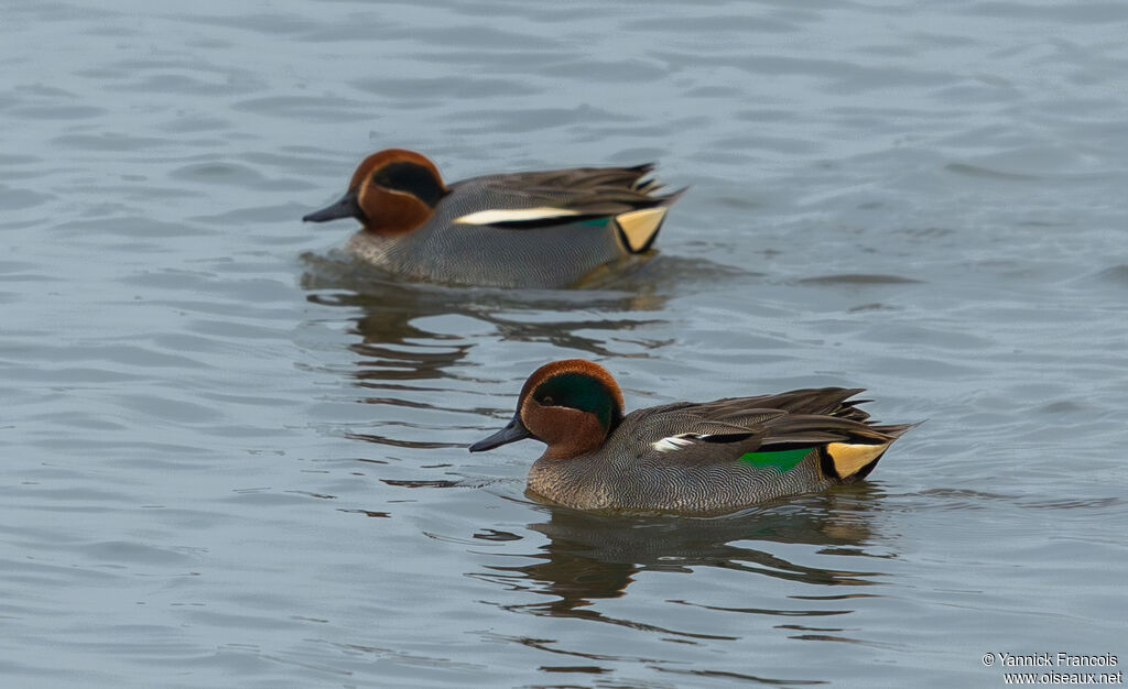 Sarcelle d'hiver mâle adulte nuptial, identification, composition