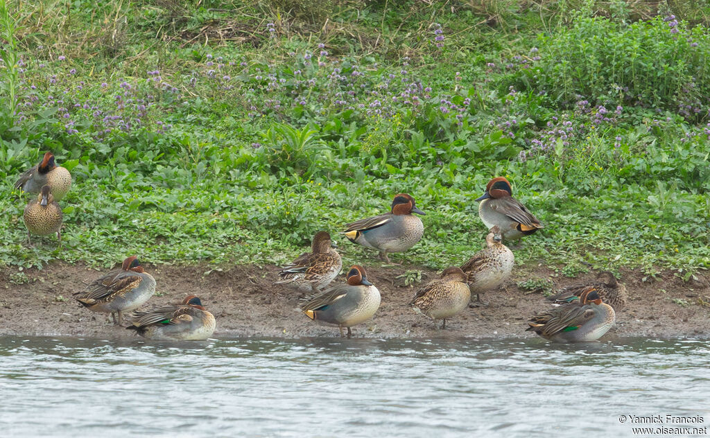Sarcelle d'hiveradulte, habitat, composition