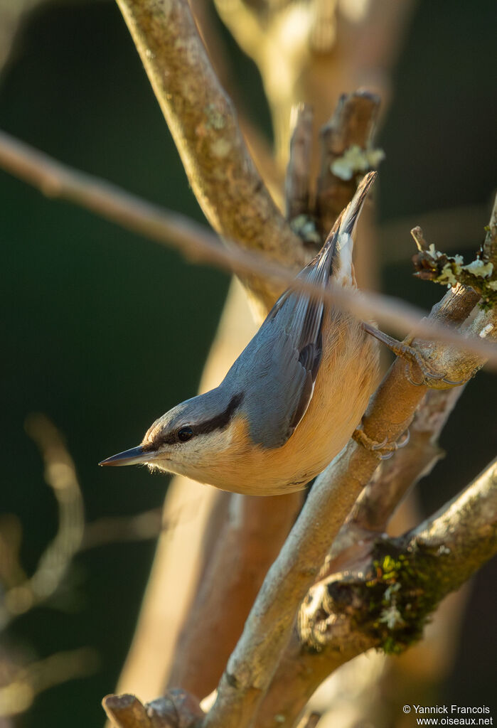 Sittelle torchepotadulte, identification, composition