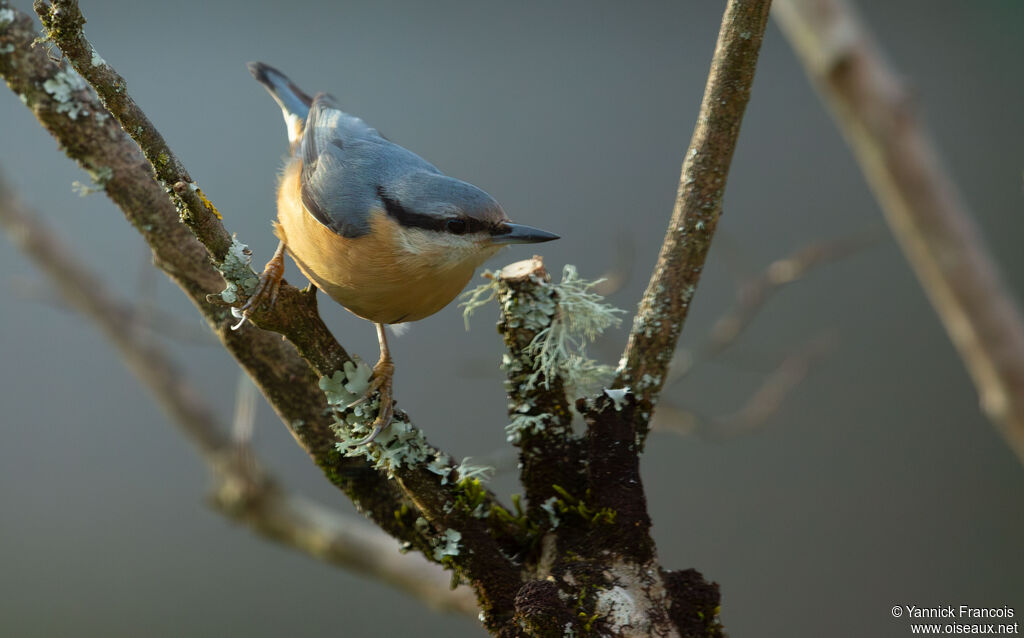 Sittelle torchepotadulte, identification, composition