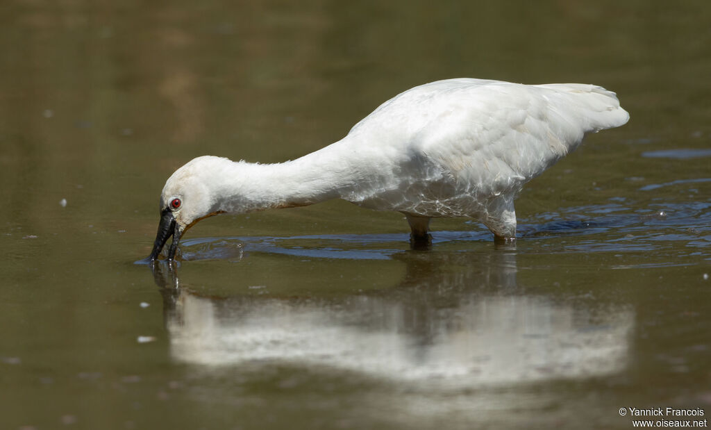 Eurasian Spoonbilladult post breeding, identification, aspect, fishing/hunting