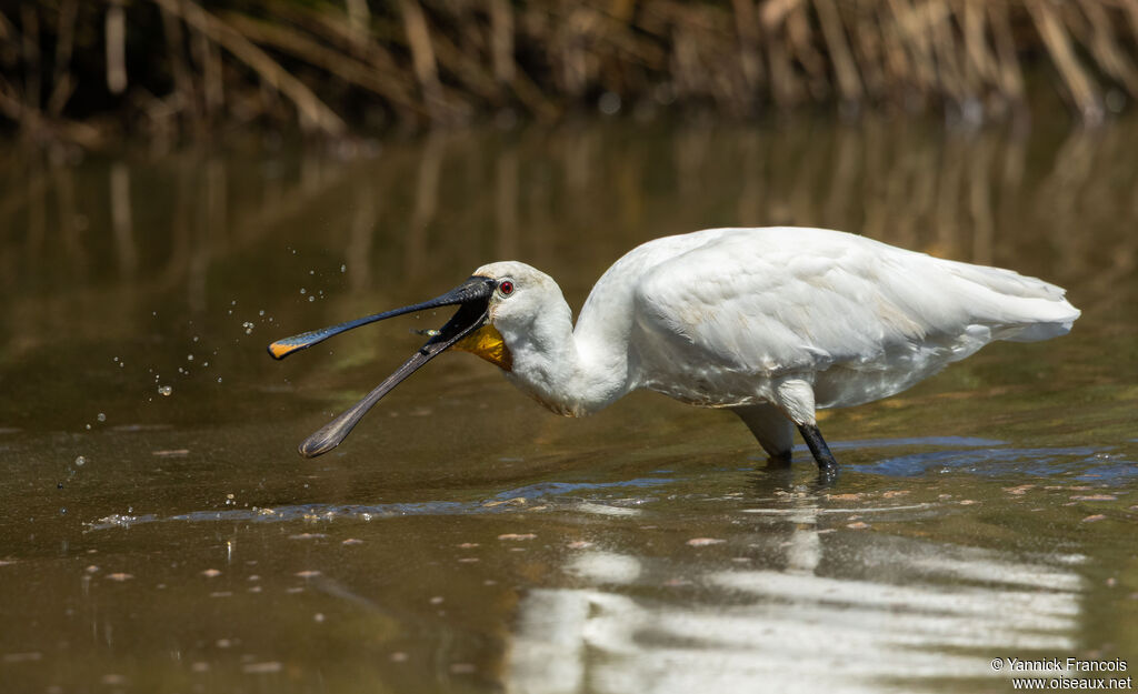 Eurasian Spoonbilladult post breeding, identification, aspect, fishing/hunting