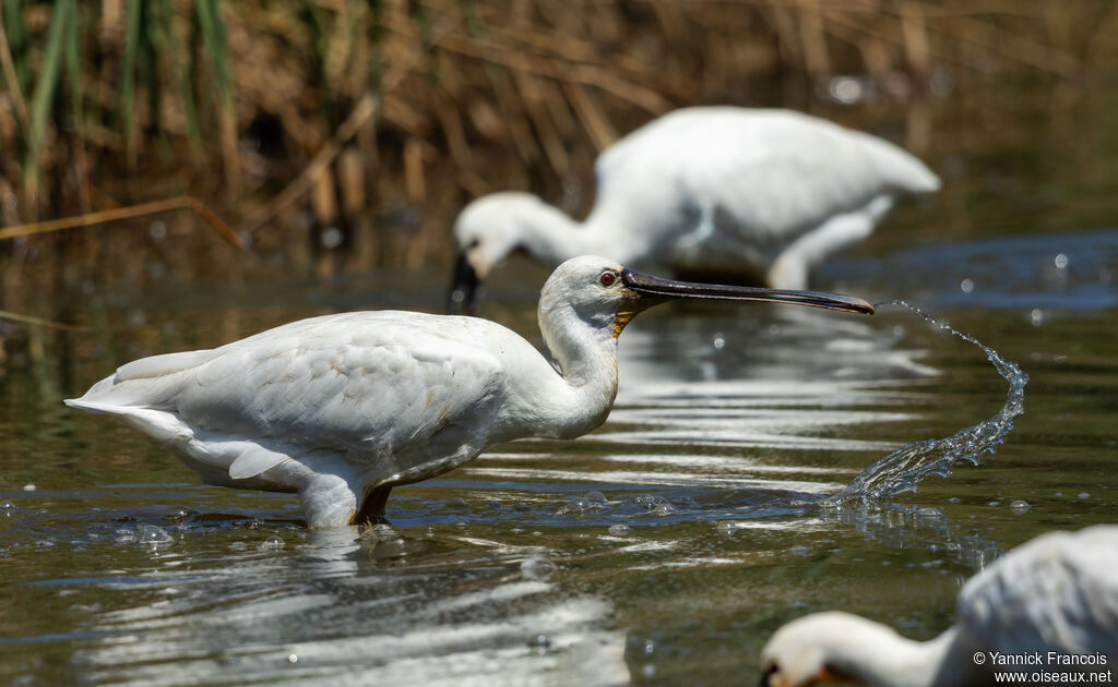 Eurasian Spoonbilladult post breeding, identification, aspect, fishing/hunting