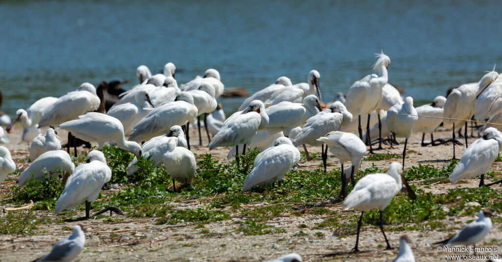 Eurasian Spoonbill, habitat, aspect