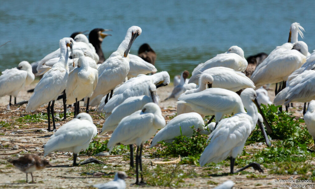 Eurasian Spoonbill, habitat, aspect