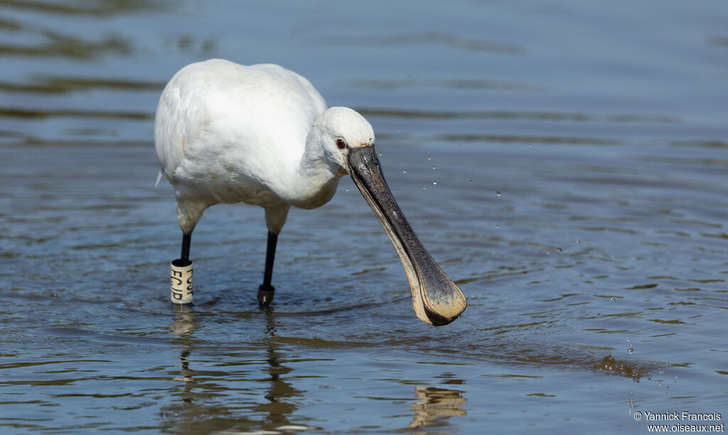 Spatule blancheadulte internuptial, identification, composition, pêche/chasse