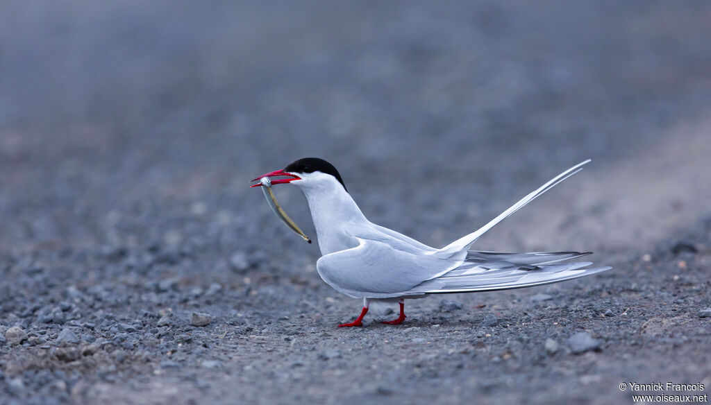 Sterne arctiqueadulte nuptial, identification, composition, mange
