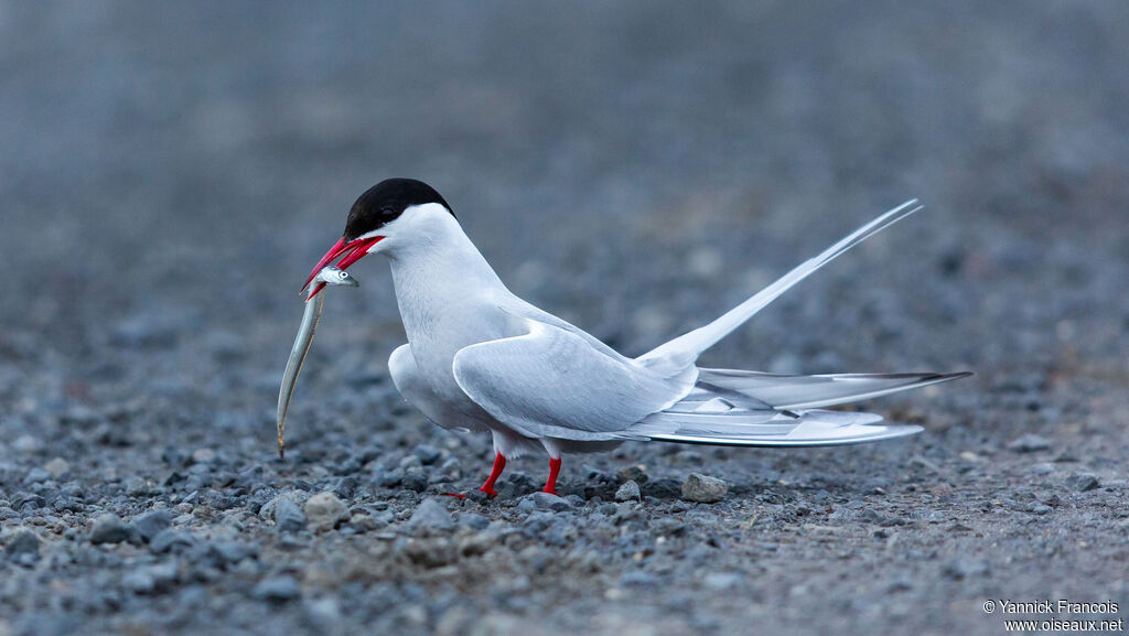 Sterne arctiqueadulte, identification, composition, mange
