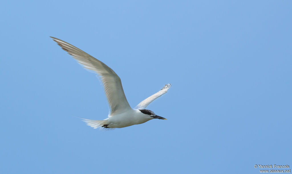 Sandwich Ternadult post breeding, aspect, Flight