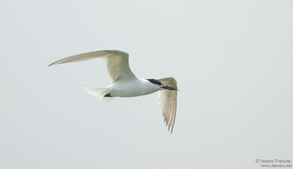 Sandwich Ternadult post breeding, aspect, Flight