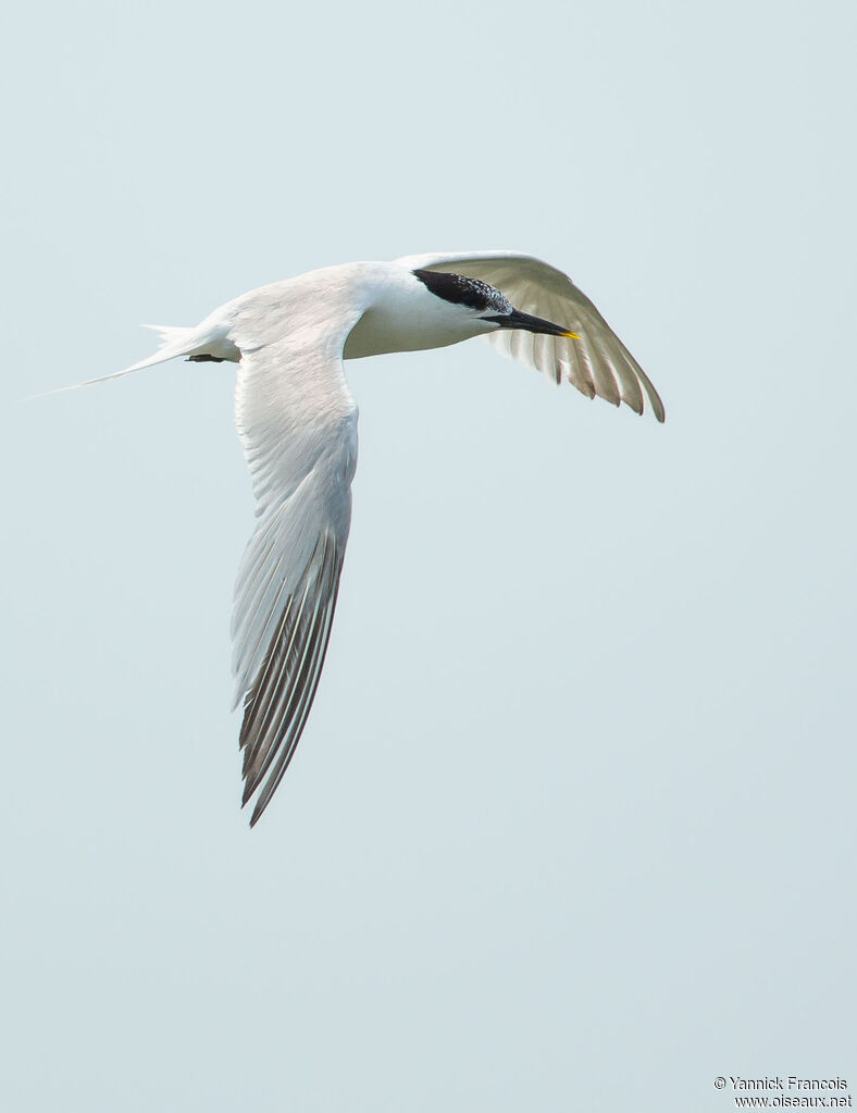 Sandwich Ternadult post breeding, aspect, Flight