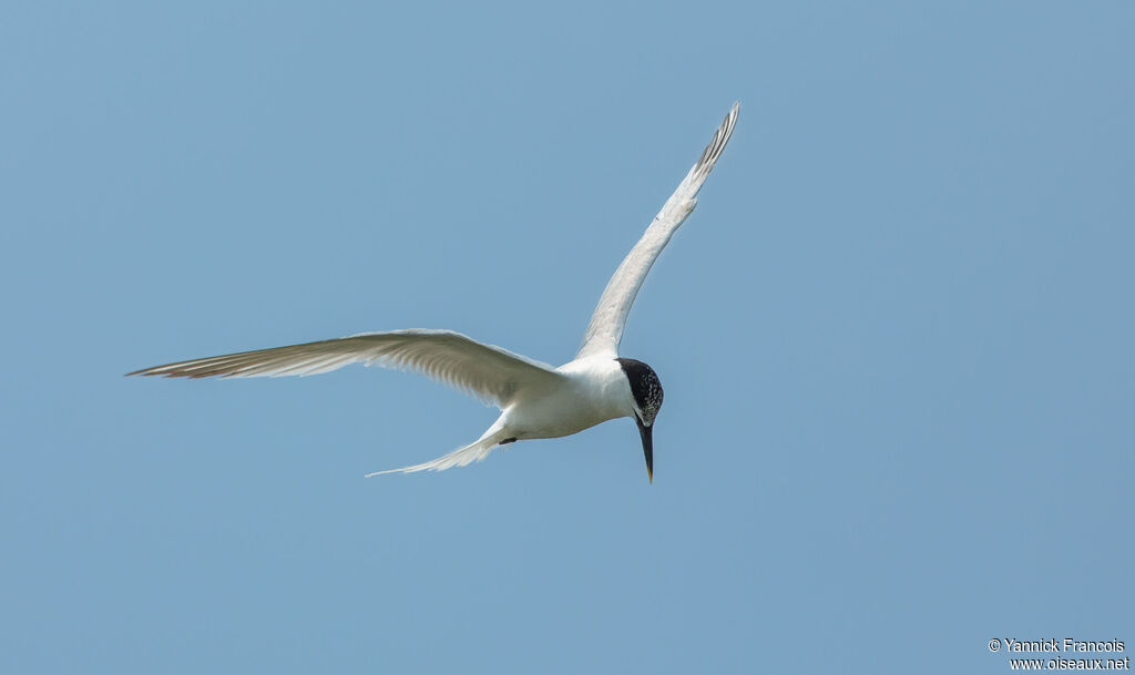 Sandwich Ternadult, aspect, Flight