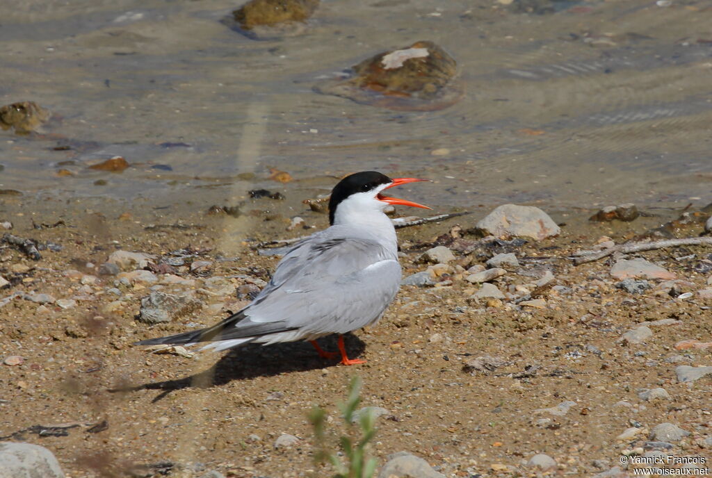 Common Ternsubadult, identification, aspect