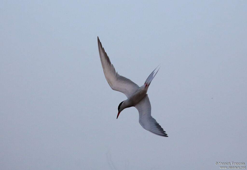 Common Ternadult breeding, aspect, Flight, fishing/hunting