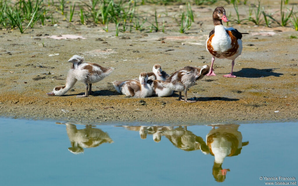Common Shelduck, habitat, aspect