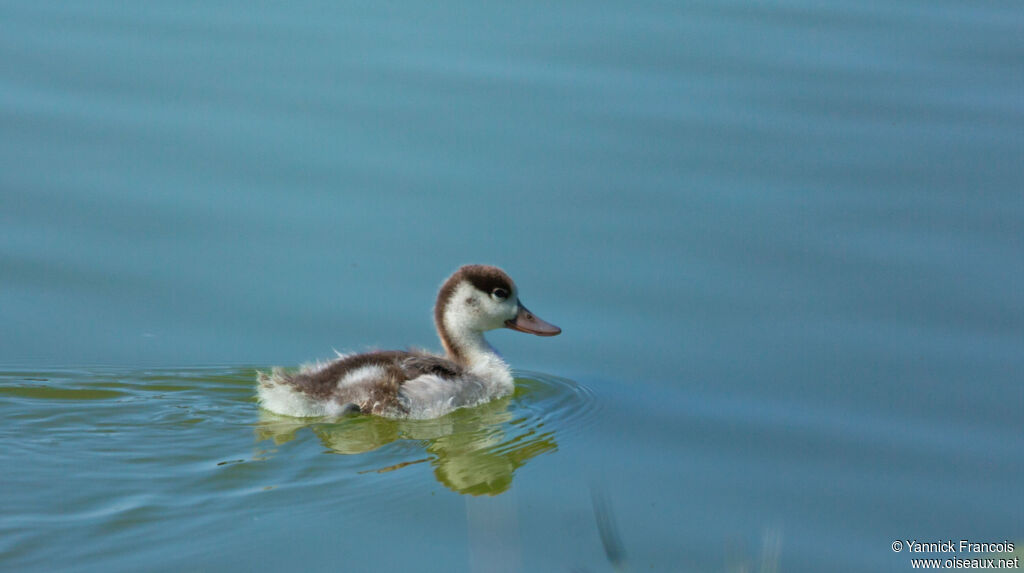 Common ShelduckPoussin, identification, aspect