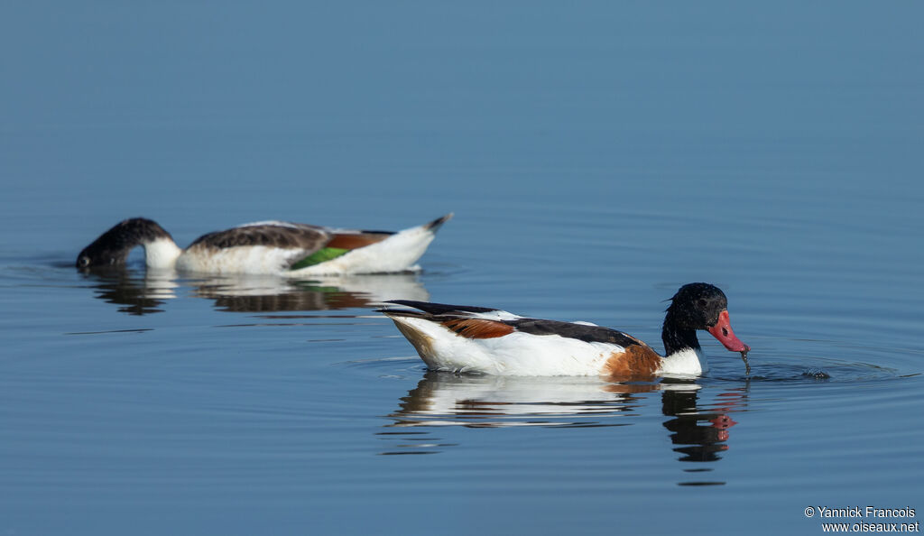 Tadorne de Belonadulte, identification, composition, mange