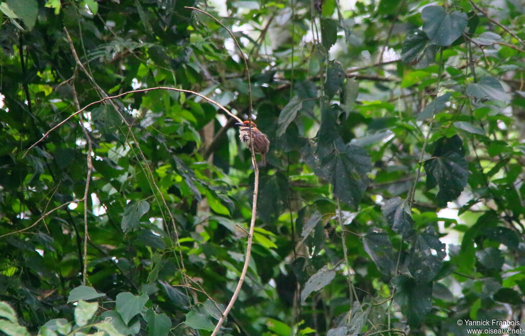 Chestnut-capped Puffbirdadult, habitat, aspect