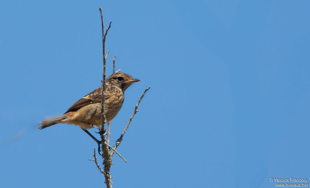 Tarier pâtrejuvénile, identification, composition