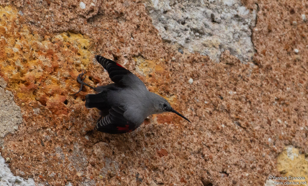 Tichodrome échelette