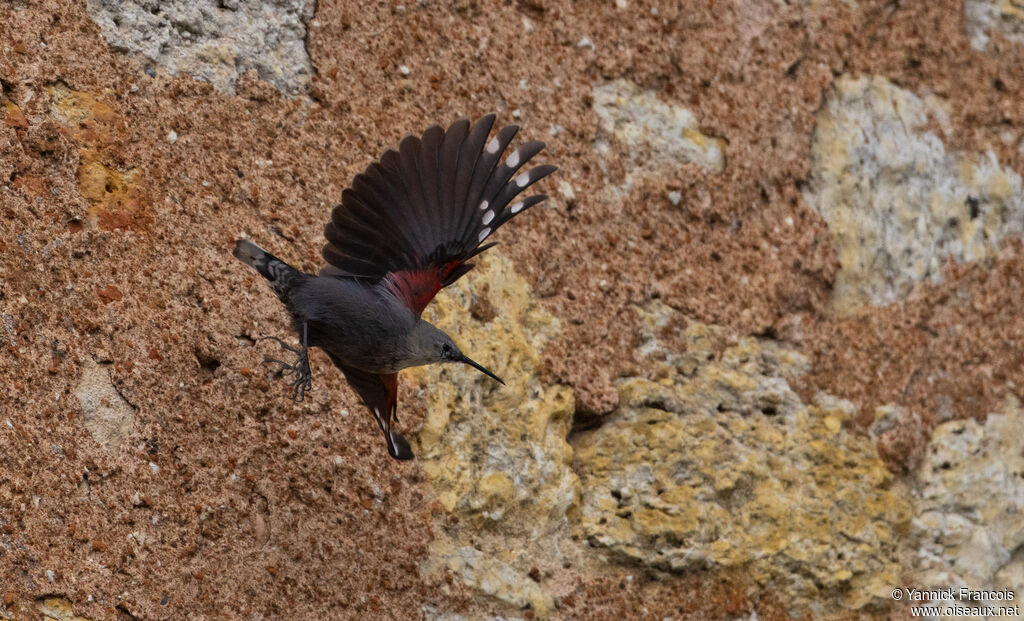 Tichodrome échelette