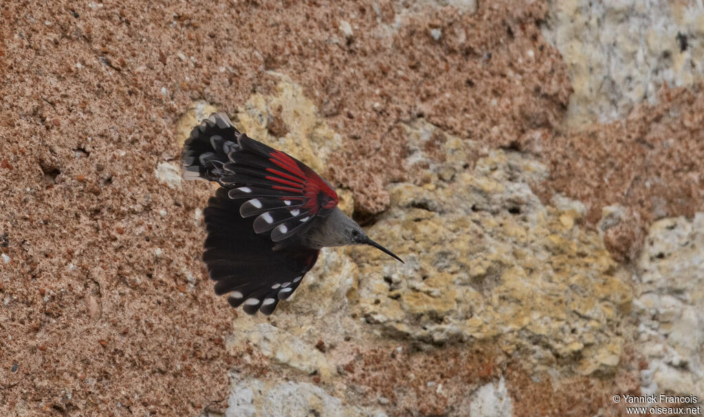 Tichodrome échelette