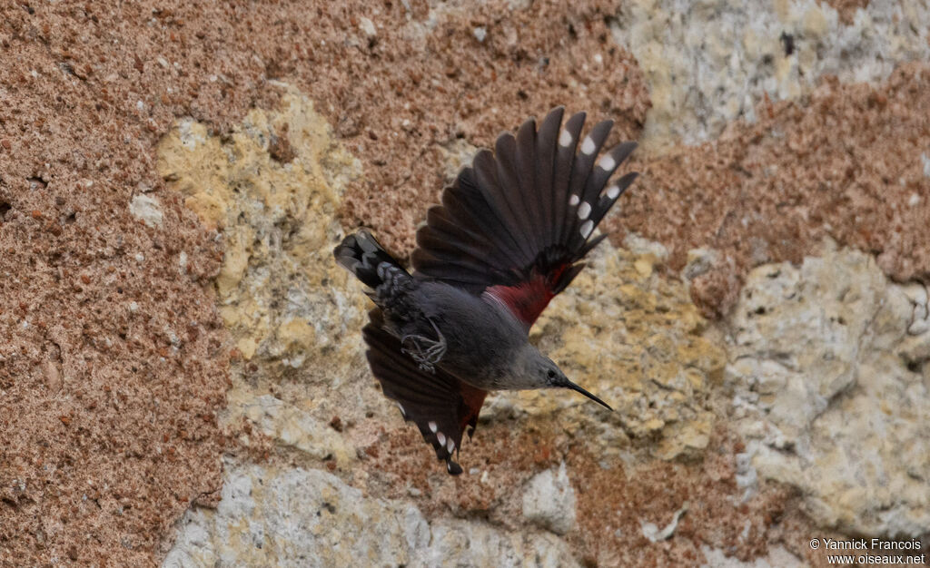 Tichodrome échelette