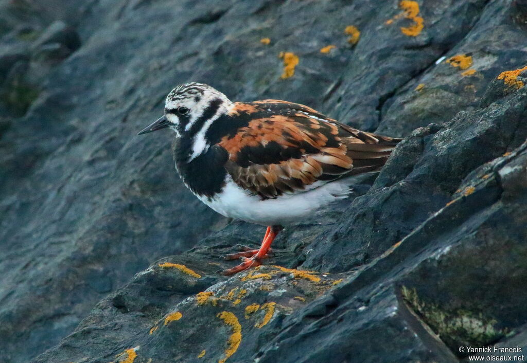 Tournepierre à collieradulte, identification, composition