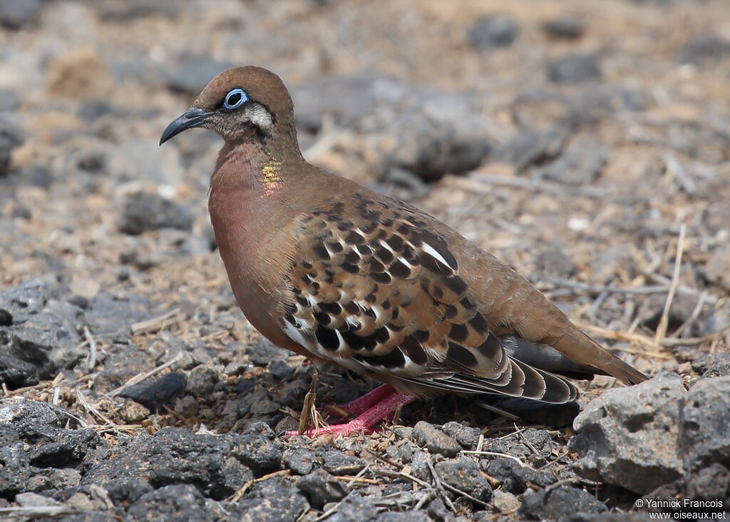 Tourterelle des Galapagosadulte, identification, composition
