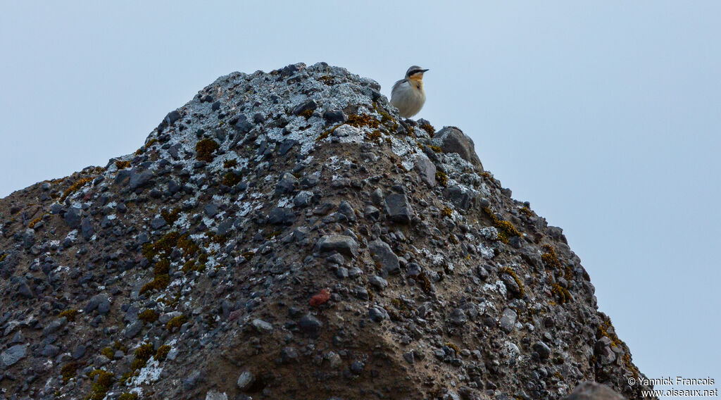 Traquet motteuxadulte, habitat, composition