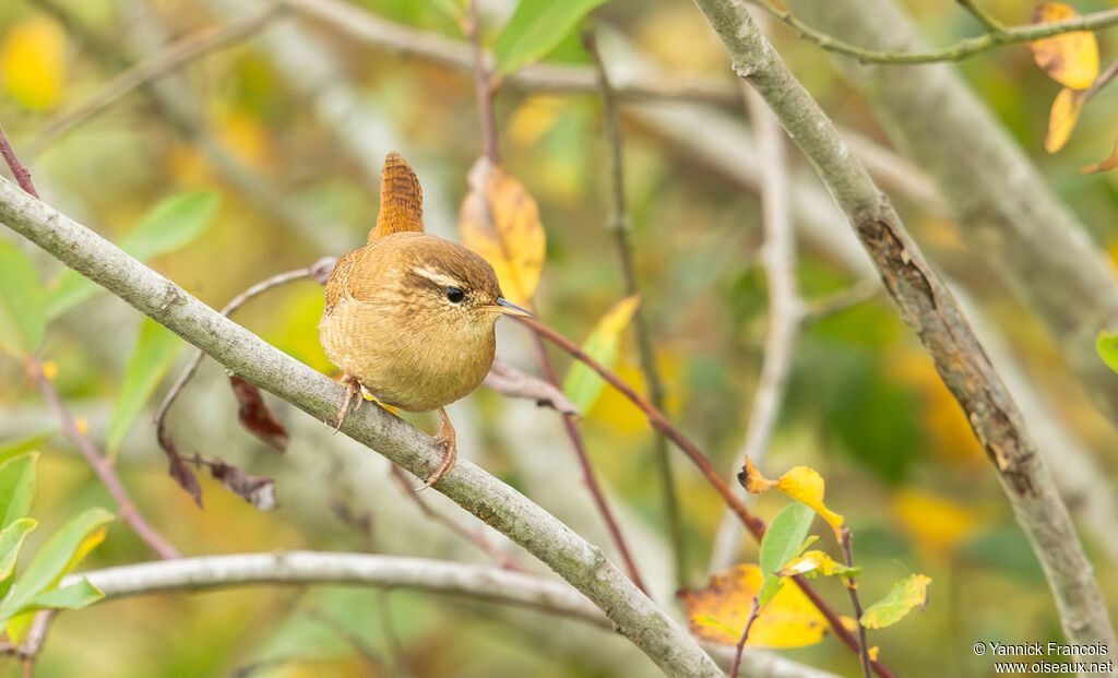 Troglodyte mignonadulte, habitat, composition