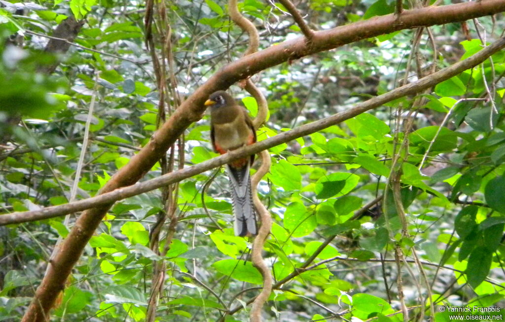 Trogon élégant femelle adulte, habitat, composition