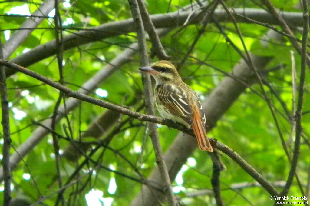 Streaked Flycatcheradult, habitat, aspect