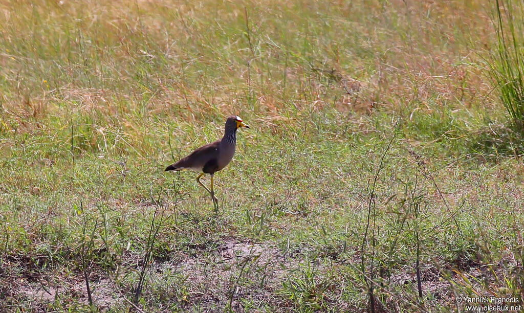 African Wattled Lapwingadult, habitat, aspect, walking