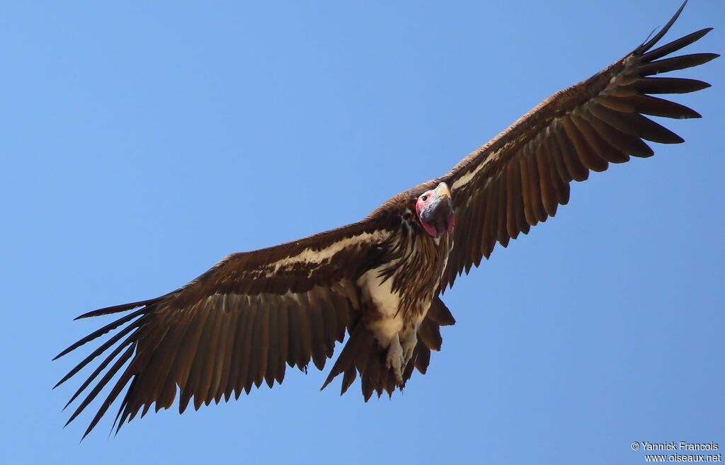 Lappet-faced Vultureadult, aspect, Flight