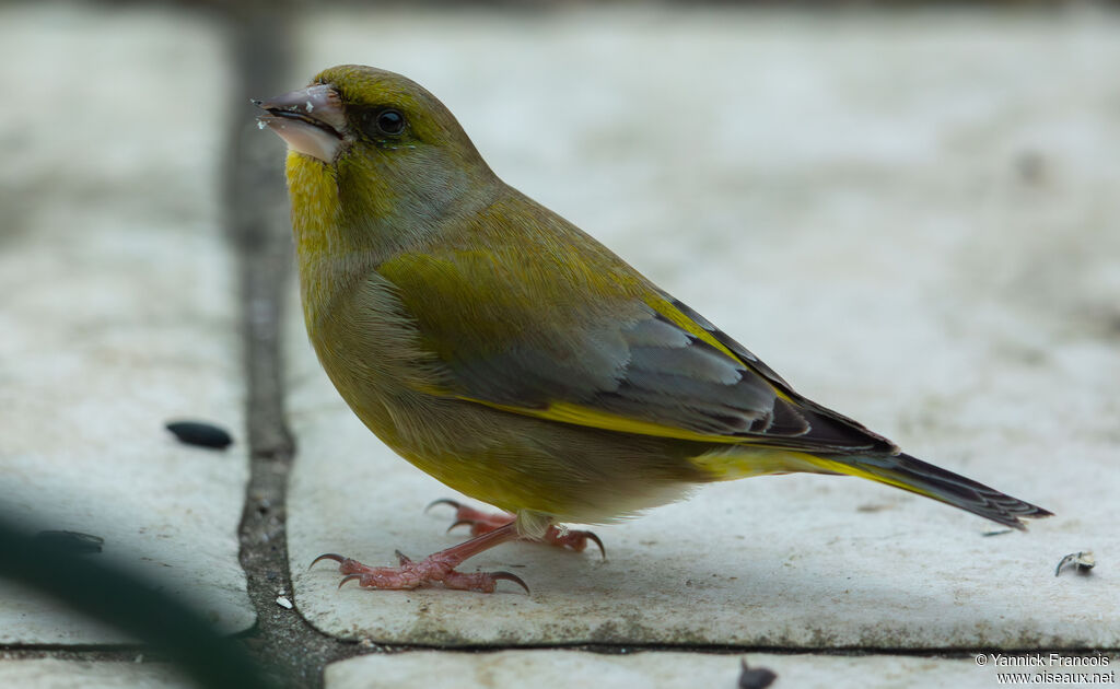 Verdier d'Europe mâle adulte, identification, composition, mange