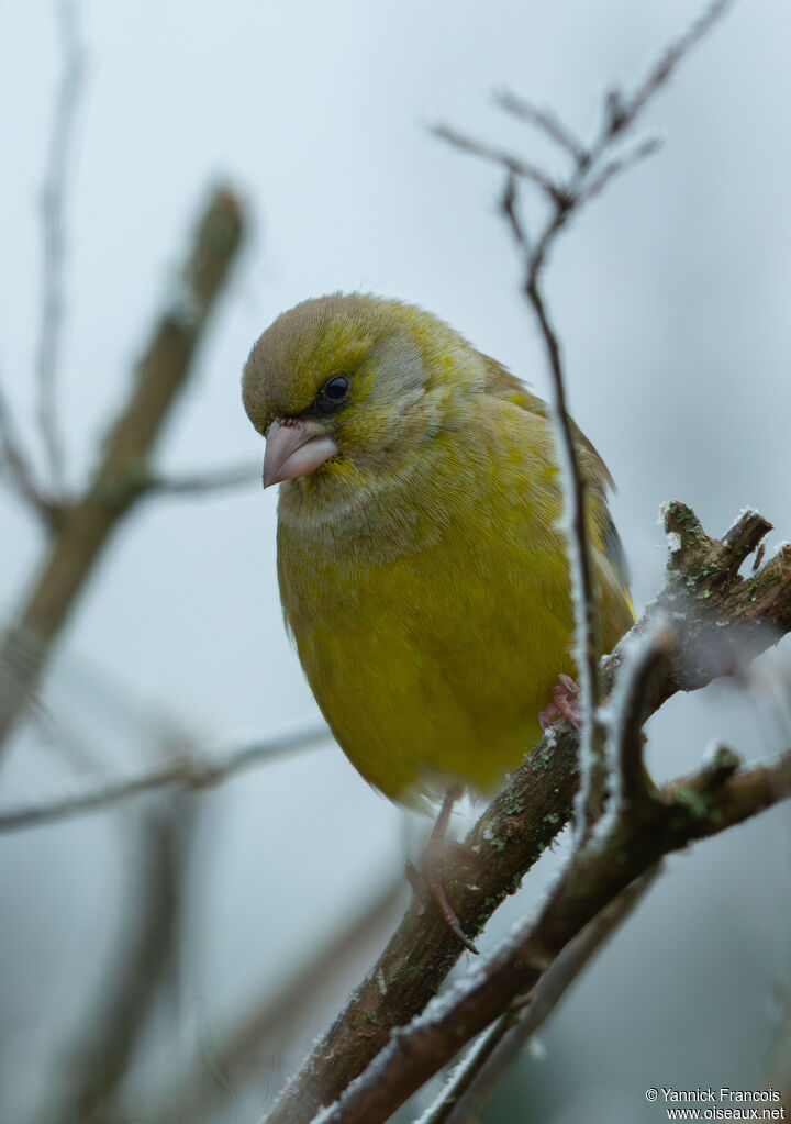Verdier d'Europe mâle adulte, identification, composition