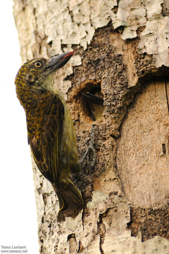 Speckled Tinkerbirdadult, Reproduction-nesting