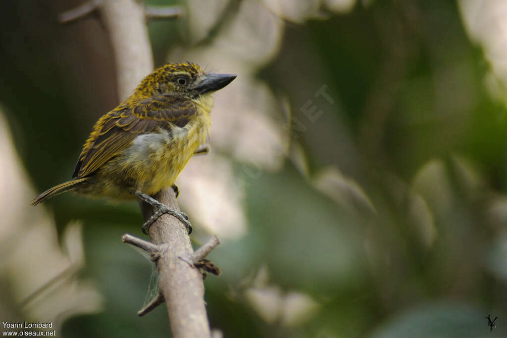 Speckled Tinkerbirdadult, identification