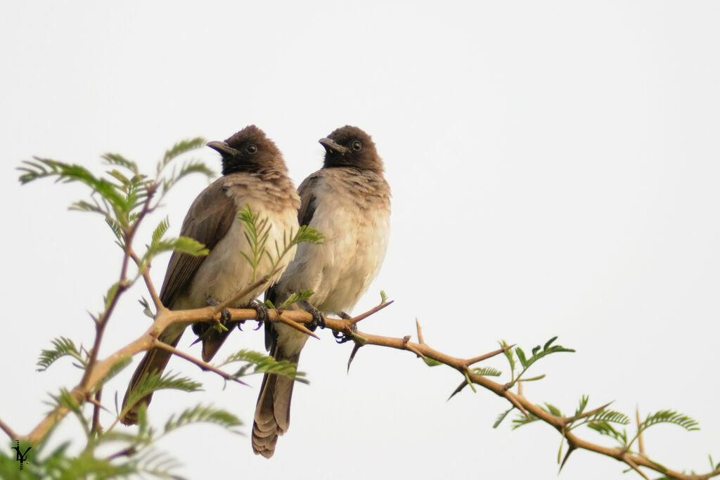 Common Bulbul adult