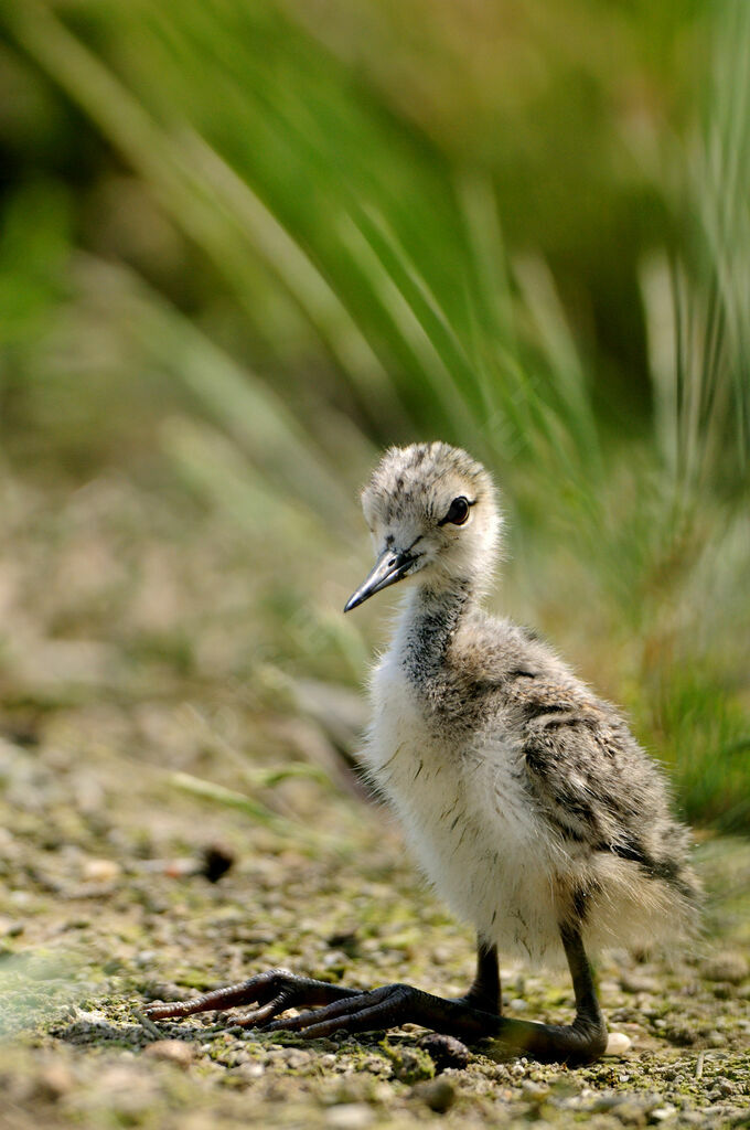 Black-winged Stiltjuvenile