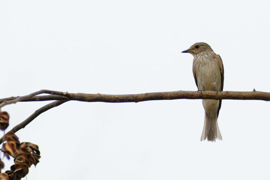 Spotted Flycatcher