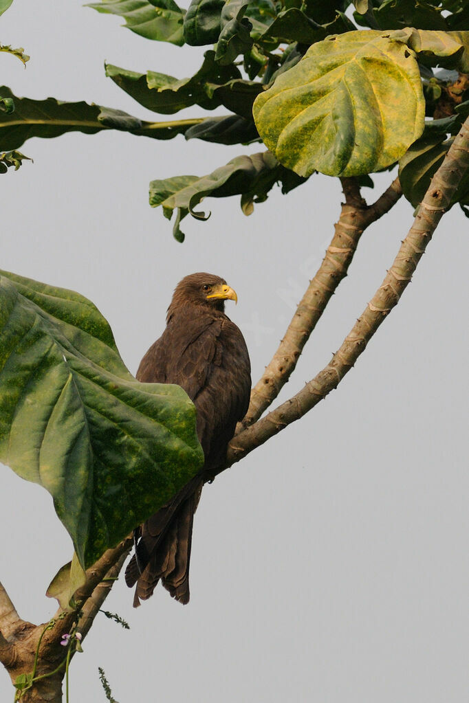 Yellow-billed Kiteadult