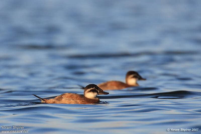 White-headed Duck female adult post breeding, identification
