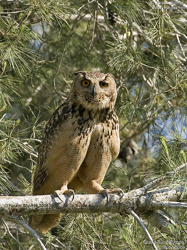 Eurasian Eagle-Owl