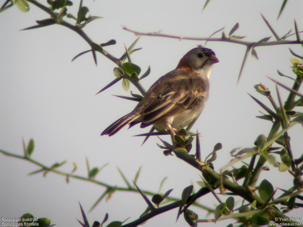 Speckle-fronted Weaveradult