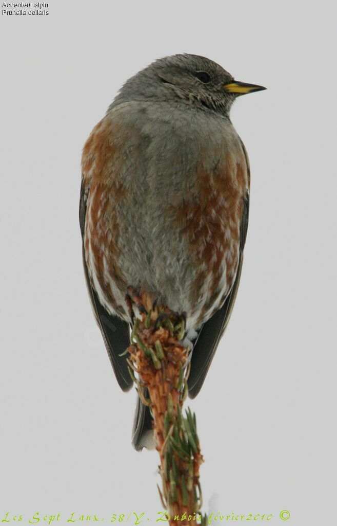 Alpine Accentor
