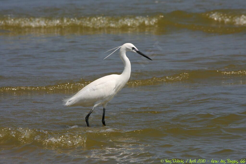Aigrette garzette