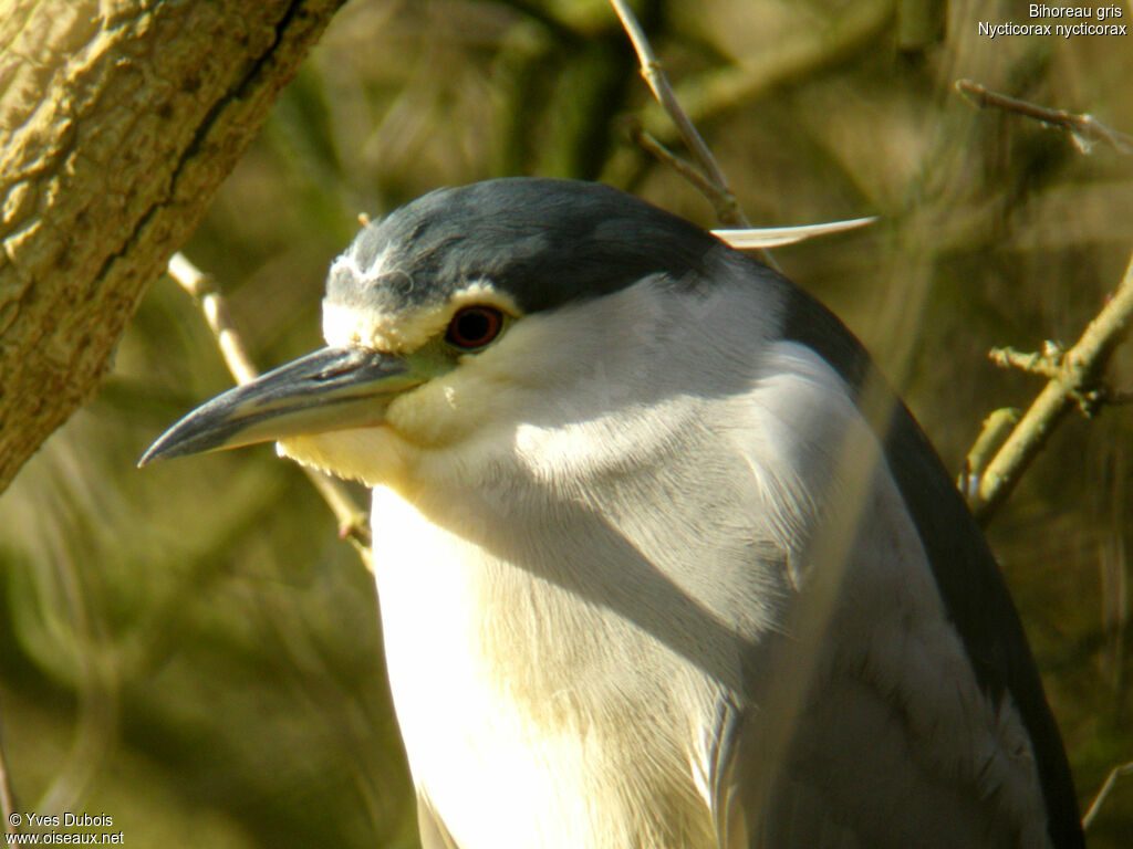 Black-crowned Night Heron
